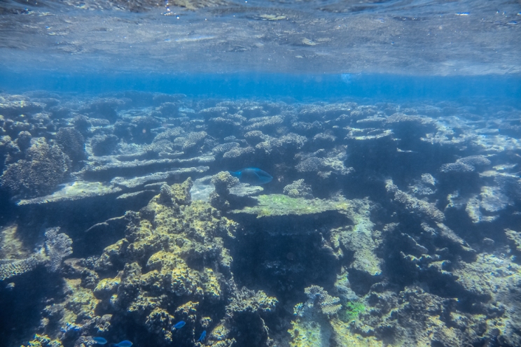 Healthy coral in Ningaloo Reef